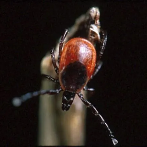 thumbnail for publication: Blacklegged Tick or Deer Tick, Ixodes scapularis Say (Arachnida: Acari: Ixodidae)